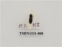藏品(叩頭蟲科)的圖片